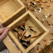 ヒメ日記 2026/03/30 15:51 投稿 めぐみ 春日部人妻花壇