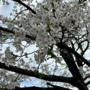 ヒメ日記 2026/04/06 12:47 投稿 ありさ 三つ乱本館