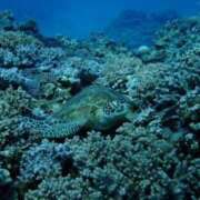 ヒメ日記 2025/02/07 13:13 投稿 こま 即アポ奥さん ～津・松阪店～