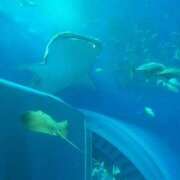 ヒメ日記 2025/02/08 14:03 投稿 こま 即アポ奥さん ～津・松阪店～