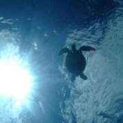 ヒメ日記 2025/09/03 01:04 投稿 こま 即アポ奥さん ～津・松阪店～