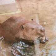 ヒメ日記 2025/11/14 02:53 投稿 かえで ちゃんこ東大阪 布施・長田店