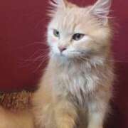 ヒメ日記 2025/11/16 18:43 投稿 かえで ちゃんこ東大阪 布施・長田店