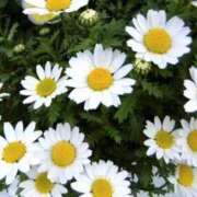 ヒメ日記 2025/06/16 17:24 投稿 小柴 熟女の風俗最終章 横浜本店