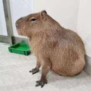 ヒメ日記 2025/11/06 23:12 投稿 すい 横浜・関内サンキュー