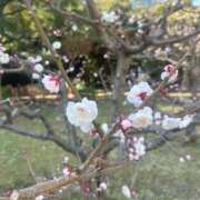 ヒメ日記 2025/03/28 16:30 投稿 艶島らむ アロマピュアン新橋（シンデレラグループ）