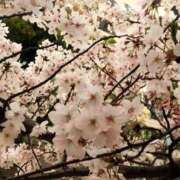 ヒメ日記 2025/04/03 09:25 投稿 西城　かなお ギン妻パラダイス 日本橋店