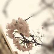 ヒメ日記 2025/04/04 09:34 投稿 西城　かなお ギン妻パラダイス 日本橋店