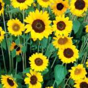 ヒメ日記 2025/08/07 20:55 投稿 西城　かなお ギン妻パラダイス 日本橋店