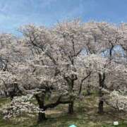 ヒメ日記 2025/04/15 17:23 投稿 もね 横浜しこたまクリニック