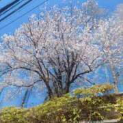 ヒメ日記 2026/04/11 06:27 投稿 実帆(みほ) 上野人妻城