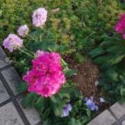 ヒメ日記 2025/04/25 05:26 投稿 伊藤ともか 川崎南町 素敵な奥様（川崎ハレ系）