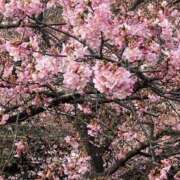 ヒメ日記 2026/02/05 18:11 投稿 てんが 熟女の風俗最終章 本厚木店