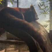 ヒメ日記 2025/03/07 11:15 投稿 のあ Happy Gang(ハッピーギャング)