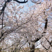 ヒメ日記 2025/04/03 10:30 投稿 のあ Happy Gang(ハッピーギャング)