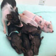 ヒメ日記 2025/04/11 10:06 投稿 のあ Happy Gang(ハッピーギャング)