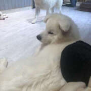 ヒメ日記 2025/06/13 10:31 投稿 のあ Happy Gang(ハッピーギャング)