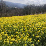 ヒメ日記 2026/03/13 11:14 投稿 のあ Happy Gang(ハッピーギャング)