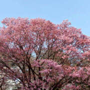 ヒメ日記 2026/04/01 10:44 投稿 のあ Happy Gang(ハッピーギャング)