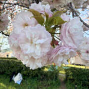 のあ 久しぶりの出勤です🐱 Happy Gang(ハッピーギャング)