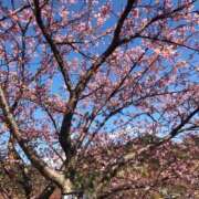 ヒメ日記 2026/01/29 18:26 投稿 Yu Shirane ELEGANT－エレガント－