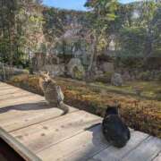 ヒメ日記 2025/01/19 11:34 投稿 まほ 熟女の風俗最終章 町田店