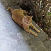 ヒメ日記 2025/07/21 10:50 投稿 まほ 熟女の風俗最終章 町田店