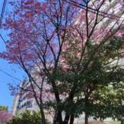 ヒメ日記 2026/03/05 09:40 投稿 まほ 熟女の風俗最終章 町田店