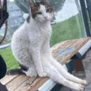 まほ 🐱おはようございます🐱 熟女の風俗最終章 町田店
