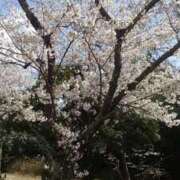 ヒメ日記 2025/04/16 12:06 投稿 シルビア女王様 クラブドミナ