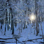 ヒメ日記 2024/12/27 15:39 投稿 つばさ 華椿（YESグループヨコハマ）