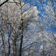 ヒメ日記 2024/12/28 14:35 投稿 つばさ 華椿（YESグループヨコハマ）