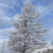 ヒメ日記 2025/02/03 01:30 投稿 つばさ 華椿（YESグループヨコハマ）