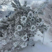 ヒメ日記 2025/02/08 14:14 投稿 つばさ 華椿（YESグループヨコハマ）