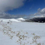 ヒメ日記 2025/02/14 13:14 投稿 つばさ 華椿（YESグループヨコハマ）