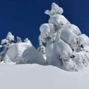 ヒメ日記 2025/03/08 14:54 投稿 つばさ 華椿（YESグループヨコハマ）