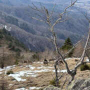 ヒメ日記 2025/03/20 15:42 投稿 つばさ 華椿（YESグループヨコハマ）