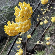 ヒメ日記 2025/03/22 14:22 投稿 つばさ 華椿（YESグループヨコハマ）