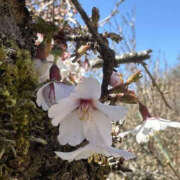 ヒメ日記 2025/03/31 16:12 投稿 つばさ 華椿（YESグループヨコハマ）