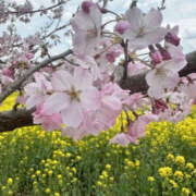 ヒメ日記 2025/04/04 16:29 投稿 つばさ 華椿（YESグループヨコハマ）