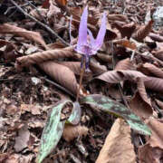 ヒメ日記 2025/04/11 15:19 投稿 つばさ 華椿（YESグループヨコハマ）