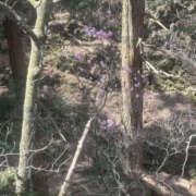 ヒメ日記 2025/04/13 14:17 投稿 つばさ 華椿（YESグループヨコハマ）