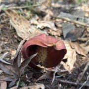 ヒメ日記 2025/04/20 14:42 投稿 つばさ 華椿（YESグループヨコハマ）