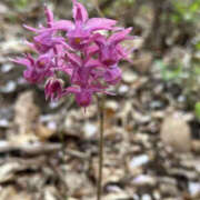 ヒメ日記 2025/04/23 15:24 投稿 つばさ 華椿（YESグループヨコハマ）