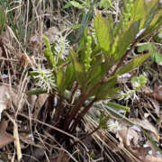 ヒメ日記 2025/04/24 15:34 投稿 つばさ 華椿（YESグループヨコハマ）