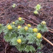 ヒメ日記 2025/05/10 15:15 投稿 つばさ 華椿（YESグループヨコハマ）