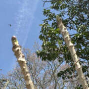 ヒメ日記 2025/05/11 14:41 投稿 つばさ 華椿（YESグループヨコハマ）