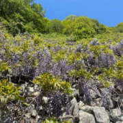 ヒメ日記 2025/05/14 16:30 投稿 つばさ 華椿（YESグループヨコハマ）