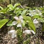 ヒメ日記 2025/05/21 15:38 投稿 つばさ 華椿（YESグループヨコハマ）