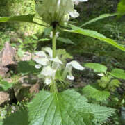 ヒメ日記 2025/05/22 17:03 投稿 つばさ 華椿（YESグループヨコハマ）